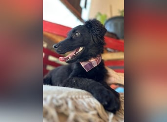 Kleiner♥Mićko♥ sucht seine liebe Familie