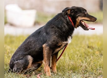 Rio ❤️ freundlicher Herzenshund sucht Familie!