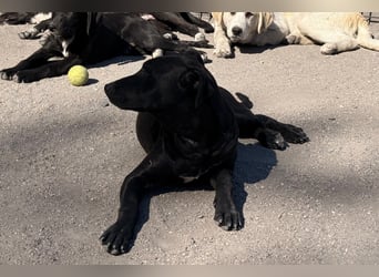 Monty - neugieriger, so lieber kleinerbleibender Hundebub