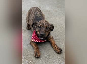 BEA❤️zauberhafte Welpen-Knutschkugel sucht ein liebevolles Zuhause
