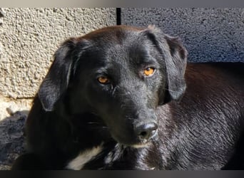 Cassia ♥️ liebe, sensible Fellnase sucht Sicherheit