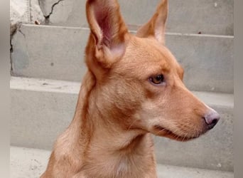 Sanfte SIMBA❤️eine liebevolle Seele - gerettet und bereit fürs Glück!