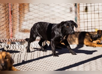 Cassia ♥️ liebe, sensible Fellnase sucht Sicherheit