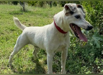 Roki - Jacki-Mix, aktiv, lebensfroh, liebt Menschen