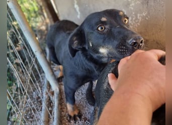 YARINA❤️zarte Hundedame: Lieb. Klug. Lernwillig.