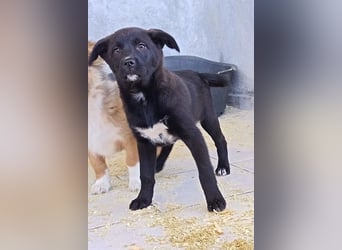 süße LIA❤️kleines Energiebündel sucht ein Für-Immer-Körbchen