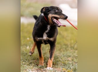 Rio ❤️ freundlicher Herzenshund sucht Familie!