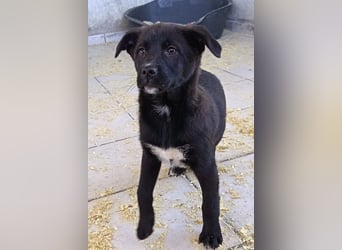 süße LIA❤️kleines Energiebündel sucht ein Für-Immer-Körbchen