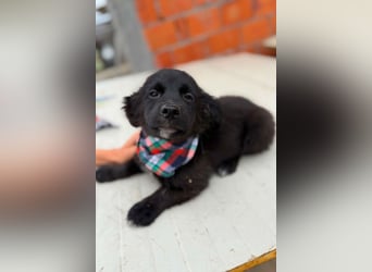 MIRO❤️zuckersüßer Kuschelkönig sucht sein Für-Immer-Körbchen