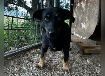 YARINA❤️zarte Hundedame: Lieb. Klug. Lernwillig.