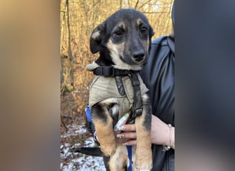 Elke ❤️ wartet bereits in 45259 Essen auf deinen Besuch