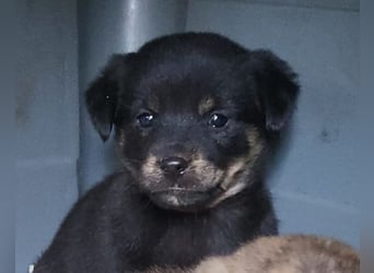 Liebe Babsi ❤️ kleine, süße Schmusemaus!