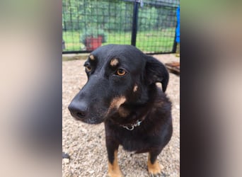 YARINA❤️zarte, entzückende kleine Hundedame: Lieb. Klug. Lernwillig.