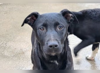 Monty - neugieriger, so lieber kleinerbleibender Hundebub