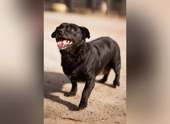 Liebste Lava - kuschelige, freundliche kleine Hündin