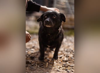 Liebste Lava - kuschelige, freundliche kleine Hündin