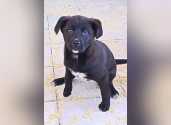 süße LIA❤️kleines Energiebündel sucht ein Für-Immer-Körbchen