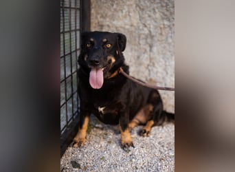 YARINA❤️zarte Hundedame: Lieb. Klug. Lernwillig.