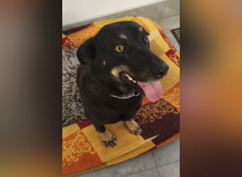 YARINA❤️zarte, entzückende kleine Hundedame: Lieb. Klug. Lernwillig.