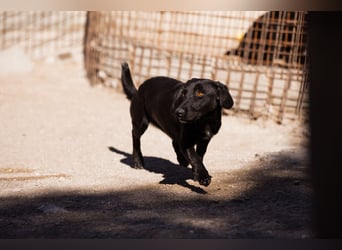 Cassia ♥️ liebe, sensible Fellnase sucht Sicherheit