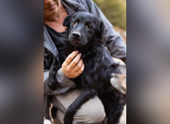 SKOCKO❤️ein Charmeur, der ganz viel Nähe und Zuwendung liebt