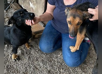 YARINA❤️zarte Hundedame: Lieb. Klug. Lernwillig.