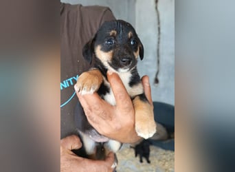 Elke ❤️ verspieltes, liebes Hundemädchen