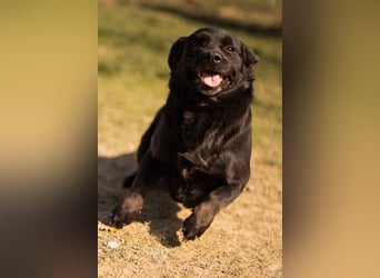 Süße OldLady ♥ Merry ♥ fröhliche, freundliche Hundedame