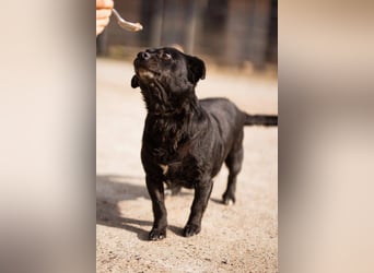 Liebste Lava - kuschelige, freundliche kleine Hündin