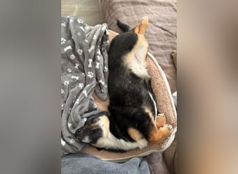 Elke ❤️ wartet bereits in 45259 Essen auf deinen Besuch