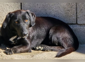 Cassia ♥️ liebe, sensible Fellnase sucht Sicherheit