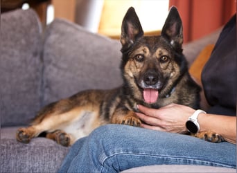 Sanfte Eva sucht warmes Körbchen