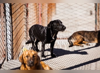 Schmusepfote Cassia ♥️ tolle Familienhündin