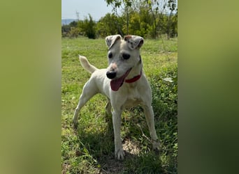 Roki - menschenbezogener Einzelprinz sucht seine Famllie