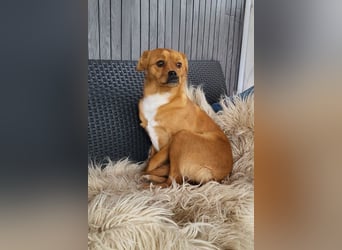 Liebste♥Luna♥ klein, fein und stubenrein