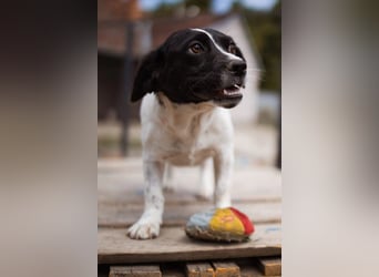 Kleine, feine ♥Jupi♥ zarte, bezaubernde Junghündin