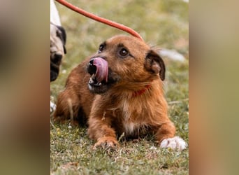 Klein Bentley ❤️ verspielter, freundlicher Rüde!