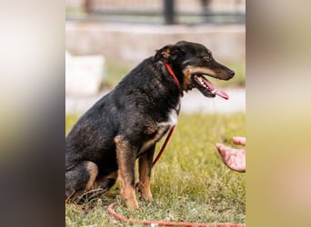 Rio ❤️ freundlicher Herzenshund sucht Familie!