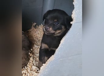 Liebe Babsi ❤️ kleine, süße Schmusemaus!
