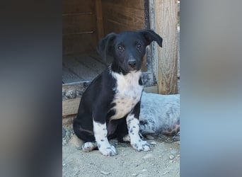 Welpenmädchen Chana ❤️ so verspielt & aufgeschlossen!