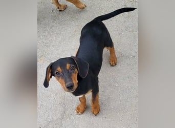 Jungrüde ♥ Faelan ♥ goldiger Schatz