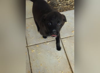 süße LIA❤️kleines Energiebündel sucht ein Für-Immer-Körbchen