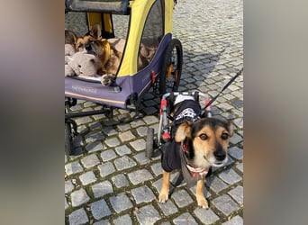 Rollibub Roby - aktiv und verschmust