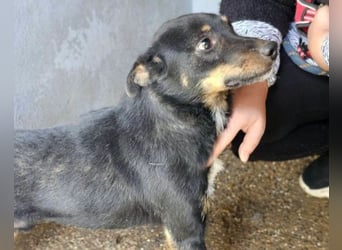 Rio ❤️ freundlicher Herzenshund sucht Familie!