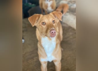 Novis, geb. ca. 09/2025, lebt in GRIECHENLAND, auf einer privaten Pflegestelle