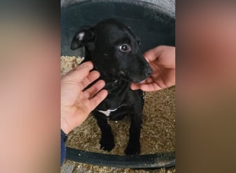 Monty - neugieriger, so lieber kleinerbleibender Hundebub