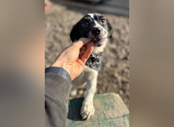 Kleine feine ♥ Jupi ♥ bezauberndes Wesen