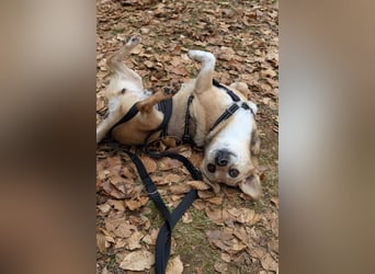 Sanfte ♥ Mirna ♥ wartet bereits in 67663 Kaiserslautern auf ihre Für-Immer-Menschen