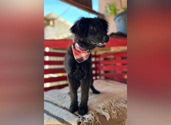 Kleiner♥Mićko♥ sucht seine liebe Familie