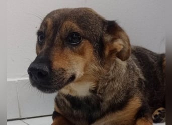 KENAI❤️kleine Kämpferin mit großem Herz & katzenverträglich